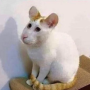 トークンアイコン