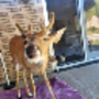 Token Deer Seized by US Government