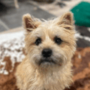 The world's most beautiful dog 幣種