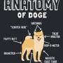 Token Anatomy Of Doge