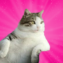 Jeton Tombili the Fat Cat