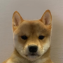 DogWifNoHat 幣種