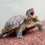 Turtle Token