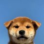 Token first normal dog on pumpswap