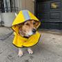 Token Simon for NYC Dog Mayor