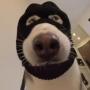 Operation Good Boy 币种