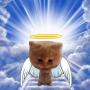 Token Pumpcat
