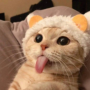 Tongue Cat 币种