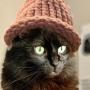 Black Cat Wif hat 币种