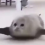 bouncing seals 幣種