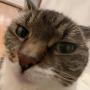 Token Pretty Cat Kiss 