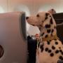Jeton Dalmatian