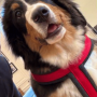 Token ARGENTINA GOV DOG