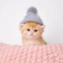 token Kitten Wif Hat