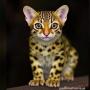 token Flashy Margay
