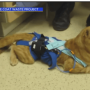 Token Justice for copper