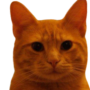 Jeton BITCOIN CAT