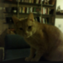 BITCOIN CAT トークン