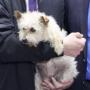 Token First Government Dog