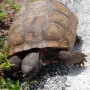 token NASA TURTLEA