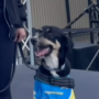 Token NEW NFL DOGGY DRAFT MASCOT