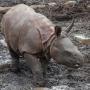 Token The Baby Rhino In Tama Zoo