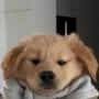 token brodogcoin
