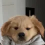 Jeton brodogcoin