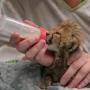 Token The Baby Cheetah