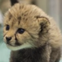 Jeton The Baby Cheetah