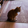 Ansem's Cat 幣種