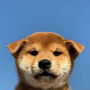 Ikona tokena