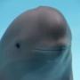 Токен smiling dolphin