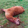 Token Justice for Alpacas