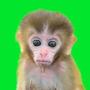 Baby Monkey Token