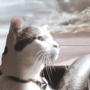 Driftin Cat 币种