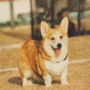 Token CS2 Dog