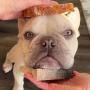 Frenchie Toast 币种