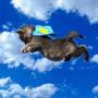 Токен flyingcat
