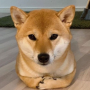 SHIBY INY 币种