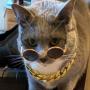 SOL CAT 币种