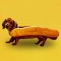 Hot Doge Token