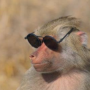 Jeton MOST ELEGANT MONKEY EVER