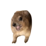 Jeton Screaming Hyrax