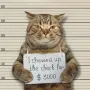 Jeton Jail Cat