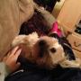 NCA FOUNDER'S DOG 币种