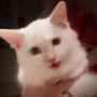 Mr Mayonnaise the Cat 币种