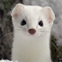 White Mountain Ermine 币种