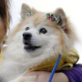 Токен Oldest Shiba Inu Ever