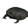 token No.1 Tiktok Black Frog